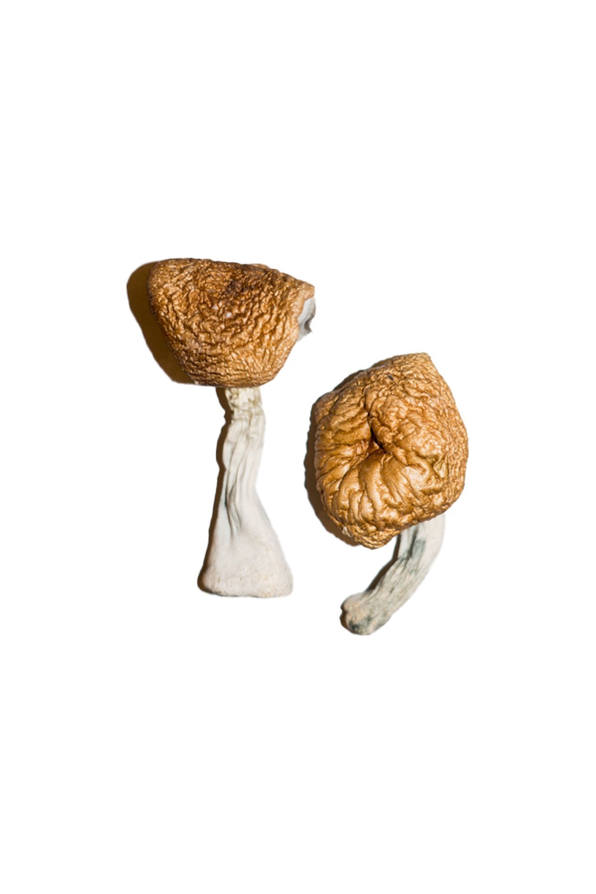 Burmese-Magic-Mushrooms Burmese Magic Mushrooms - Image 1
