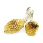 Golden Teacher Magic Mushroom