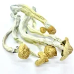 HillBilly Cubensis Magic Mushroom